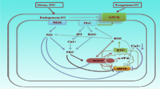 oxytocin signaling pathways